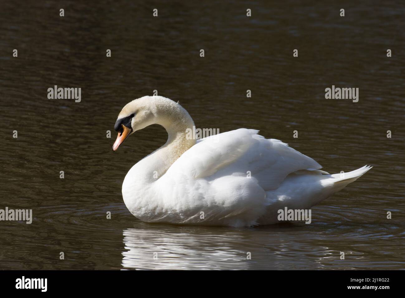 Mute Swan Cygnus Connaught Water Epping Forest Essex Banque D'Images