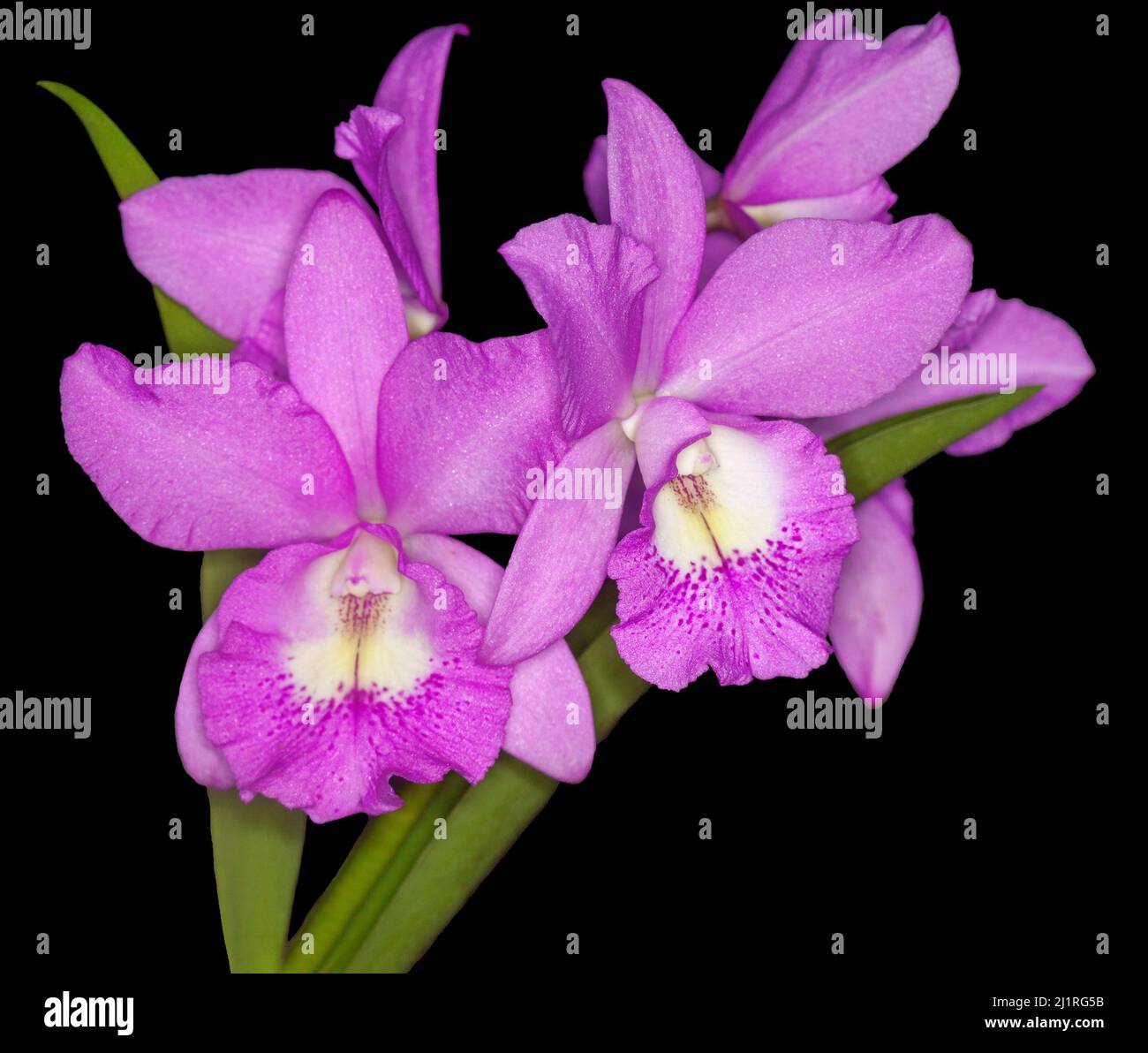 Grappe de fleurs roses / mauves et blanches parfumées de Brassocattleya BC Orchid 'Little Mermaid' Janet sur fond noir Banque D'Images