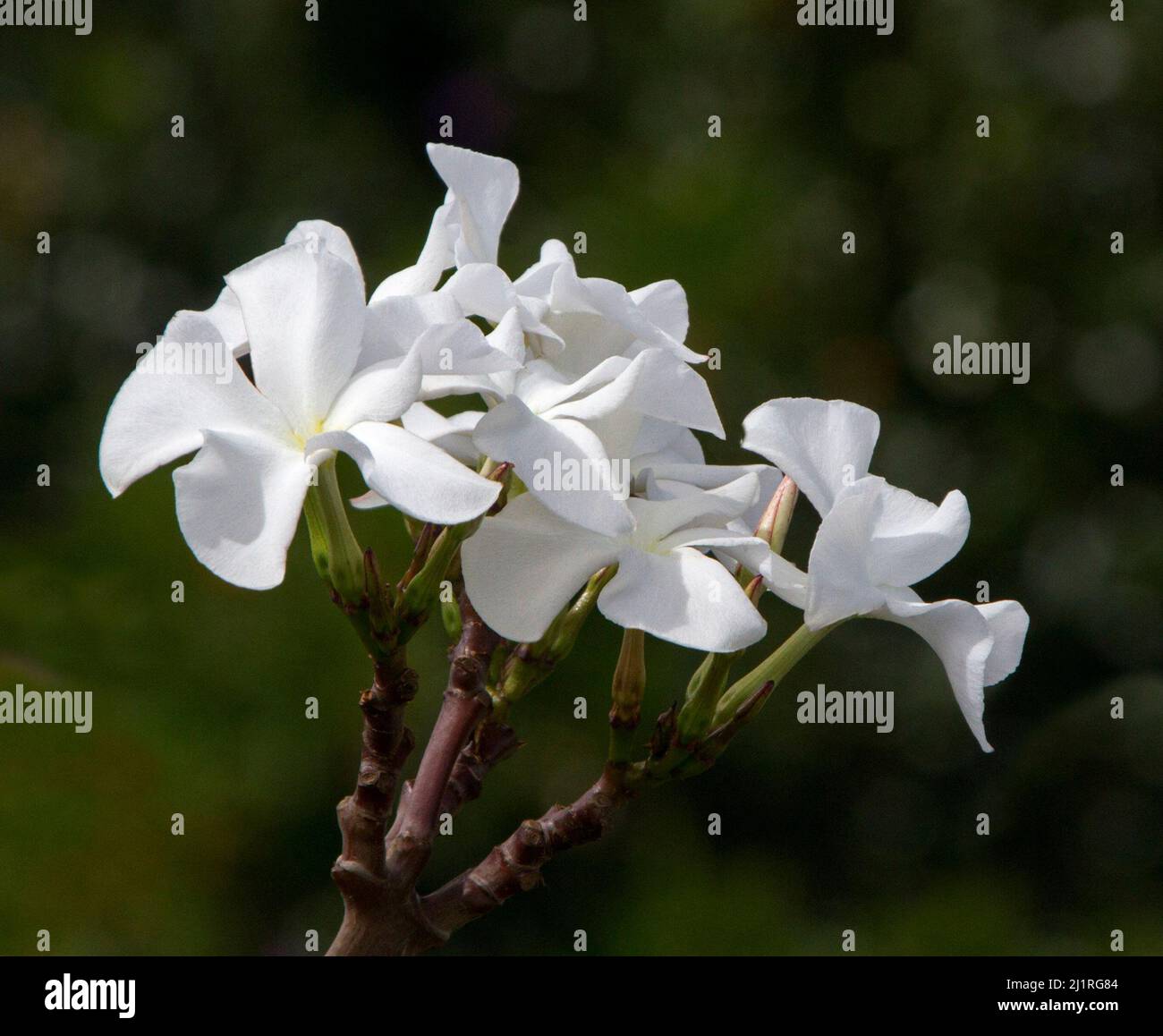 Groupe de grandes fleurs blanches de Pachypodium lamerei, palmier de Madagascar, plante succulente tolérante à la sécheresse, sur fond vert foncé Banque D'Images