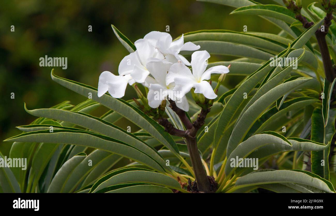 Groupe de grandes fleurs blanches de Pachypodium lamerei, palmier de Madagascar, plante succulente tolérante à la sécheresse, sur fond de feuilles vertes Banque D'Images