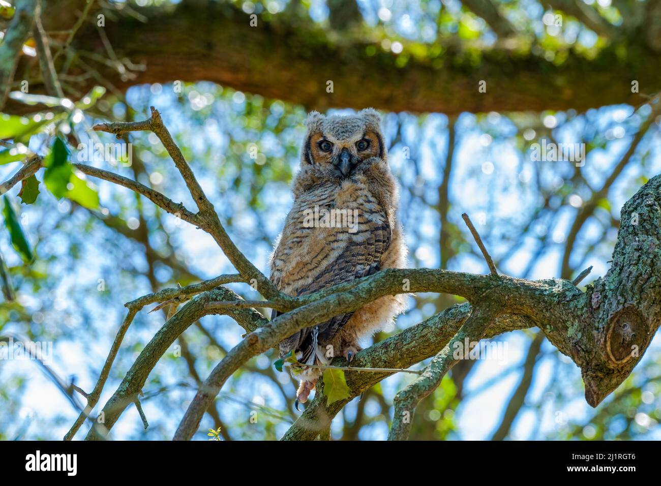 Grand Owlet à cornes qui a récemment quitté son nid et perché sur une branche à Audubon Park, la Nouvelle-Orléans, Louisiane, États-Unis Banque D'Images