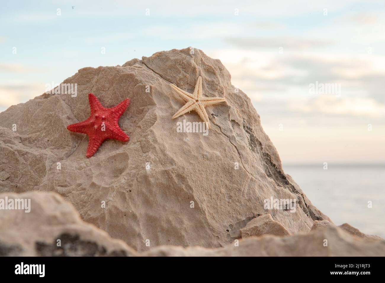 Rouge et blanc deux étoiles de mer sèches sont sur la roche de sable sur la plage. Un support avec des étoiles de mer exotiques pour le marquage, calendrier, carte postale, économiseur d'écran Banque D'Images