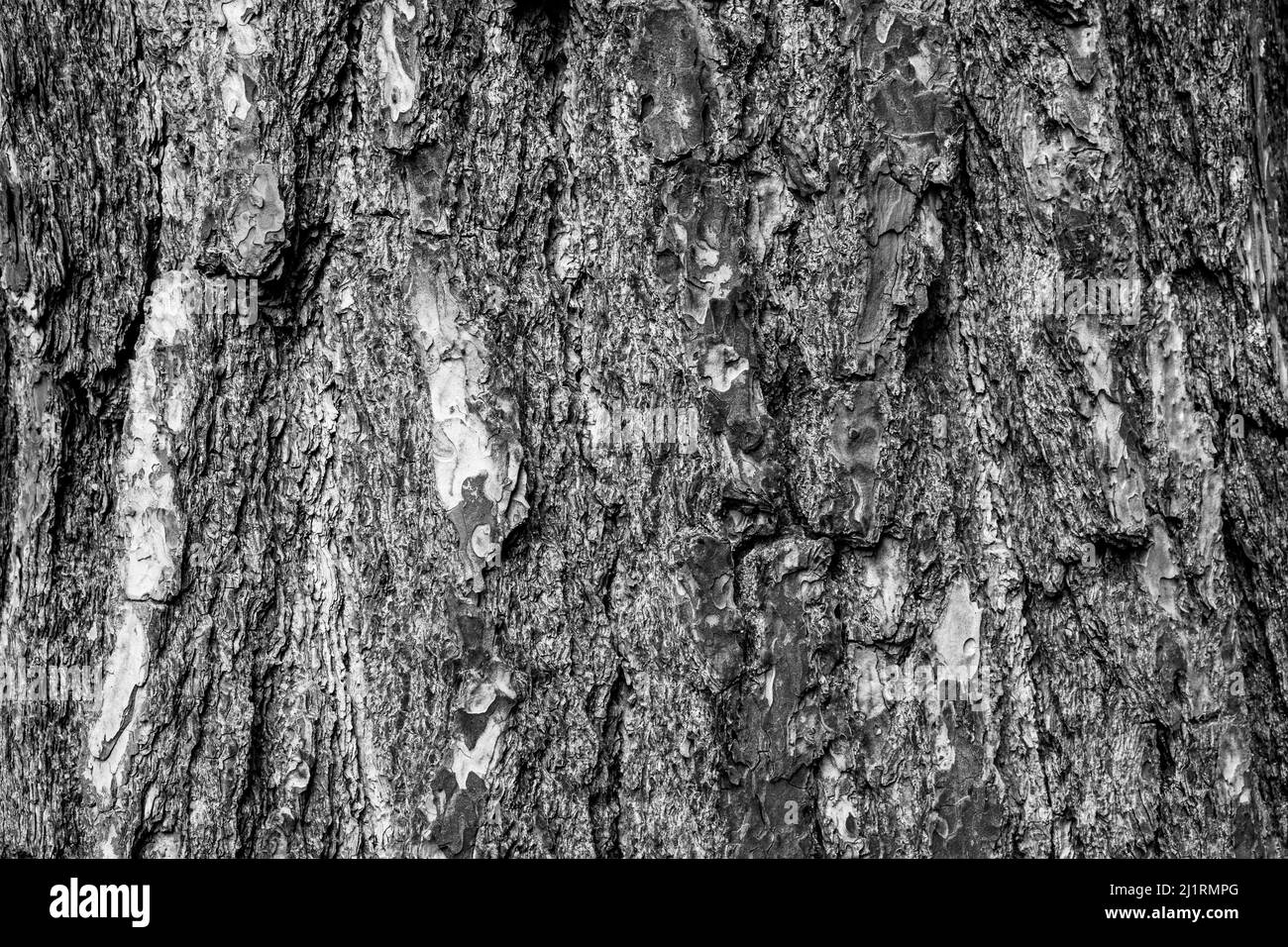 Arrière-plan en écorce noire et blanche, gros plan. Écorce de texture naturelle. Texture de relief de l'écorce de l'arbre pour la publication, l'économiseur d'écran, le papier peint, la carte postale Banque D'Images