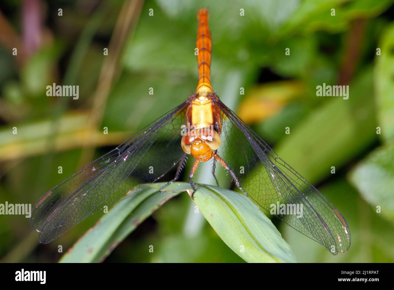 Fiery Skimmer Dragonfly, Orthetrum villosovittatum.FemmeCoffs Harbour, Nouvelle-Galles du Sud, Australie Banque D'Images