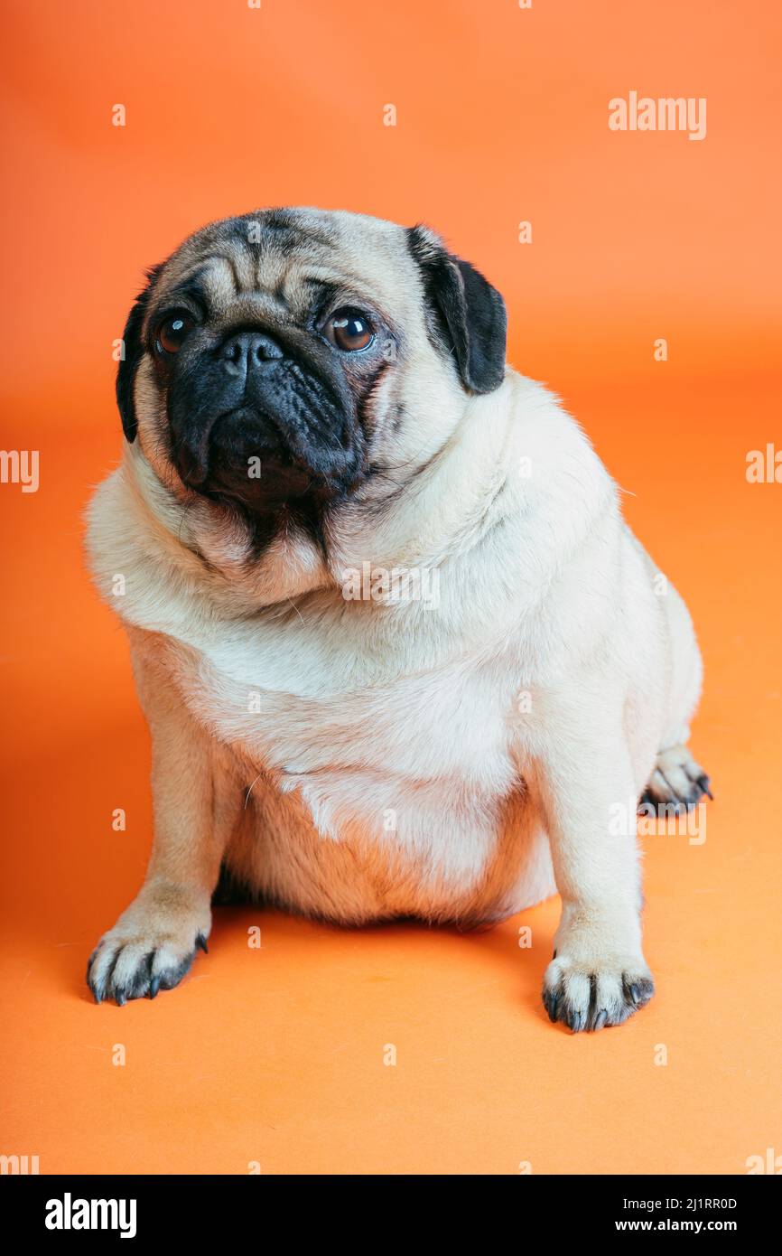 Un joli pug se trouve sur un fond orange Banque D'Images