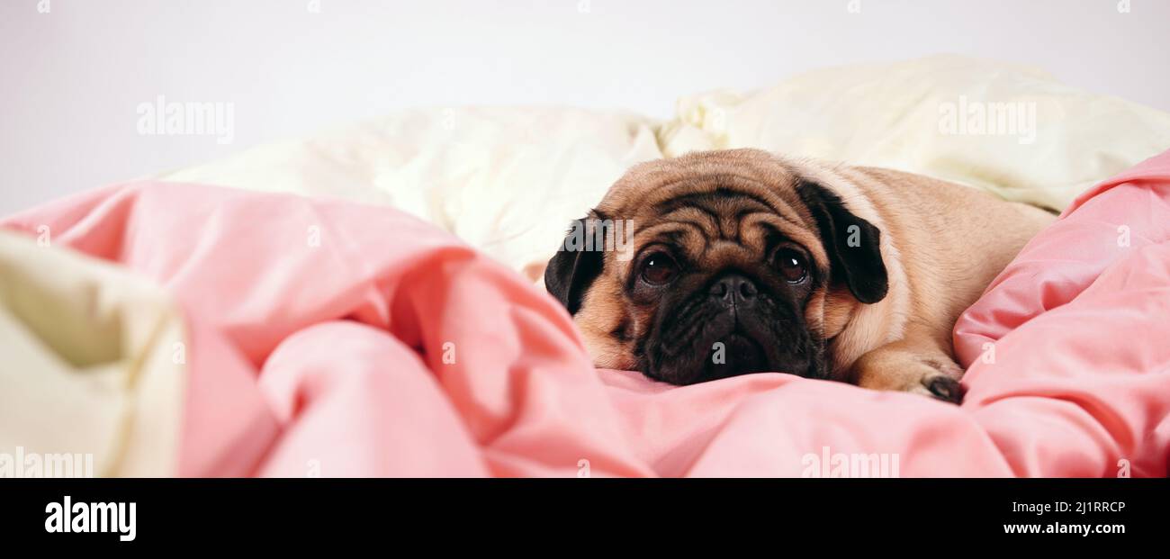 Gros plan sur une race de chien mignon allongé sur un lit de chiens avec les yeux tristes ouverts. Banque D'Images