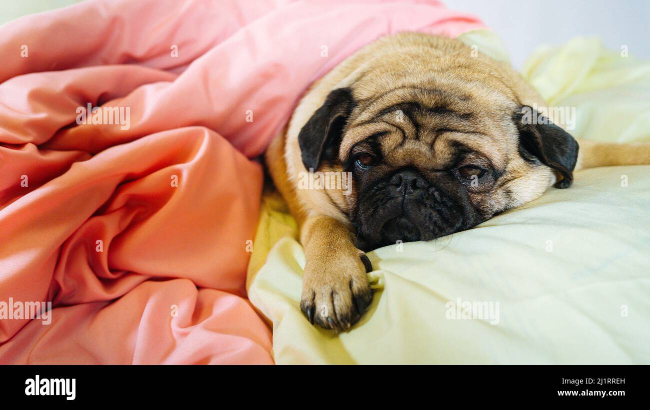 Gros plan sur une race de chien mignon allongé sur un lit de chiens