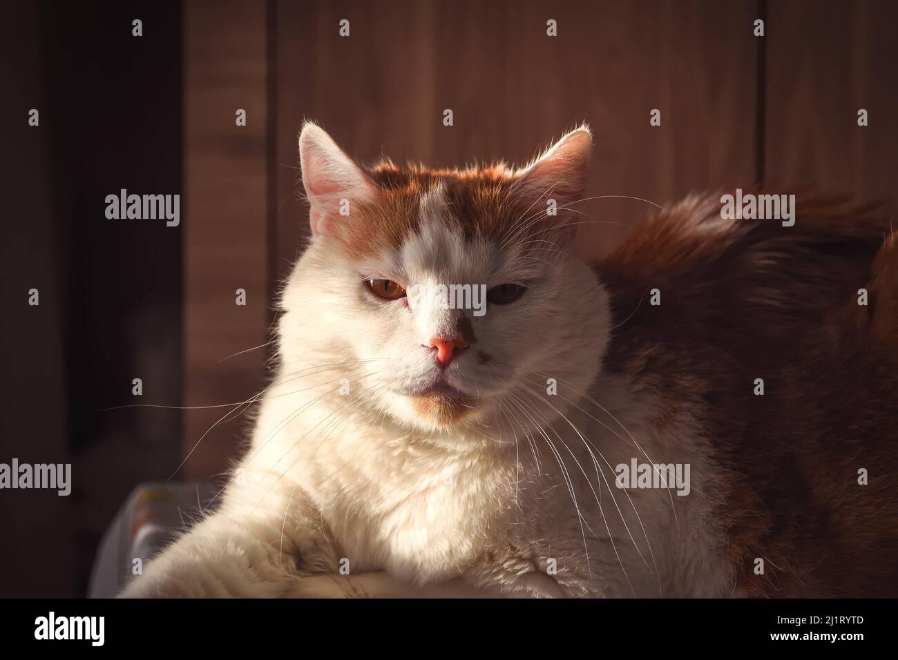 Portrait d'un animal de compagnie gentil. Le chat est un museau éclairé par le soleil du matin. Banque D'Images
