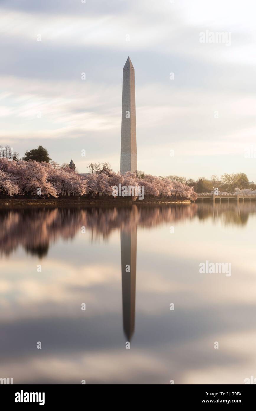 Une exposition de 60 secondes du bassin de marée à Washington DC lisse l'eau et le reflet du Washington Monument et du printemps Cherry Blo Banque D'Images