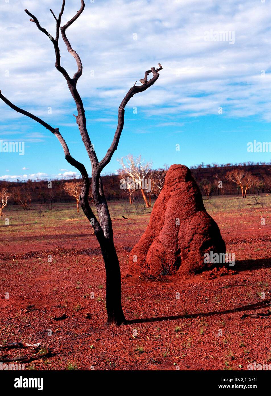 Burnt Tree Termite Mound, Pilbara, Australie du Nord-Ouest Banque D'Images