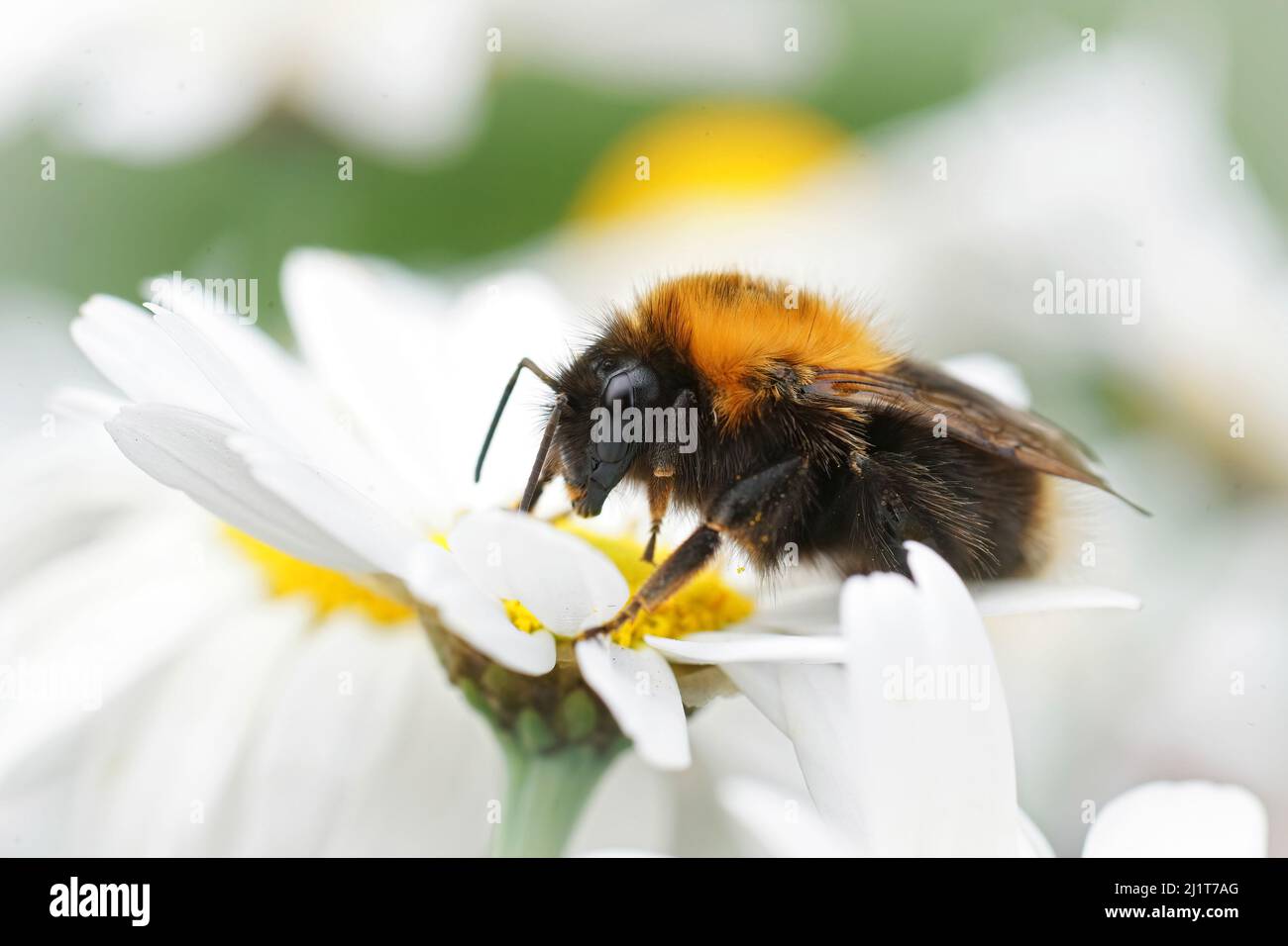 Gros plan sur un grand arbre Bumblebee, Bombus hypnorum assis sur une fleur blanche dans le jardin Banque D'Images
