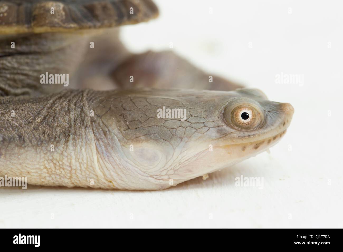 Tortue mouchetée isolée sur fond blanc Banque D'Images