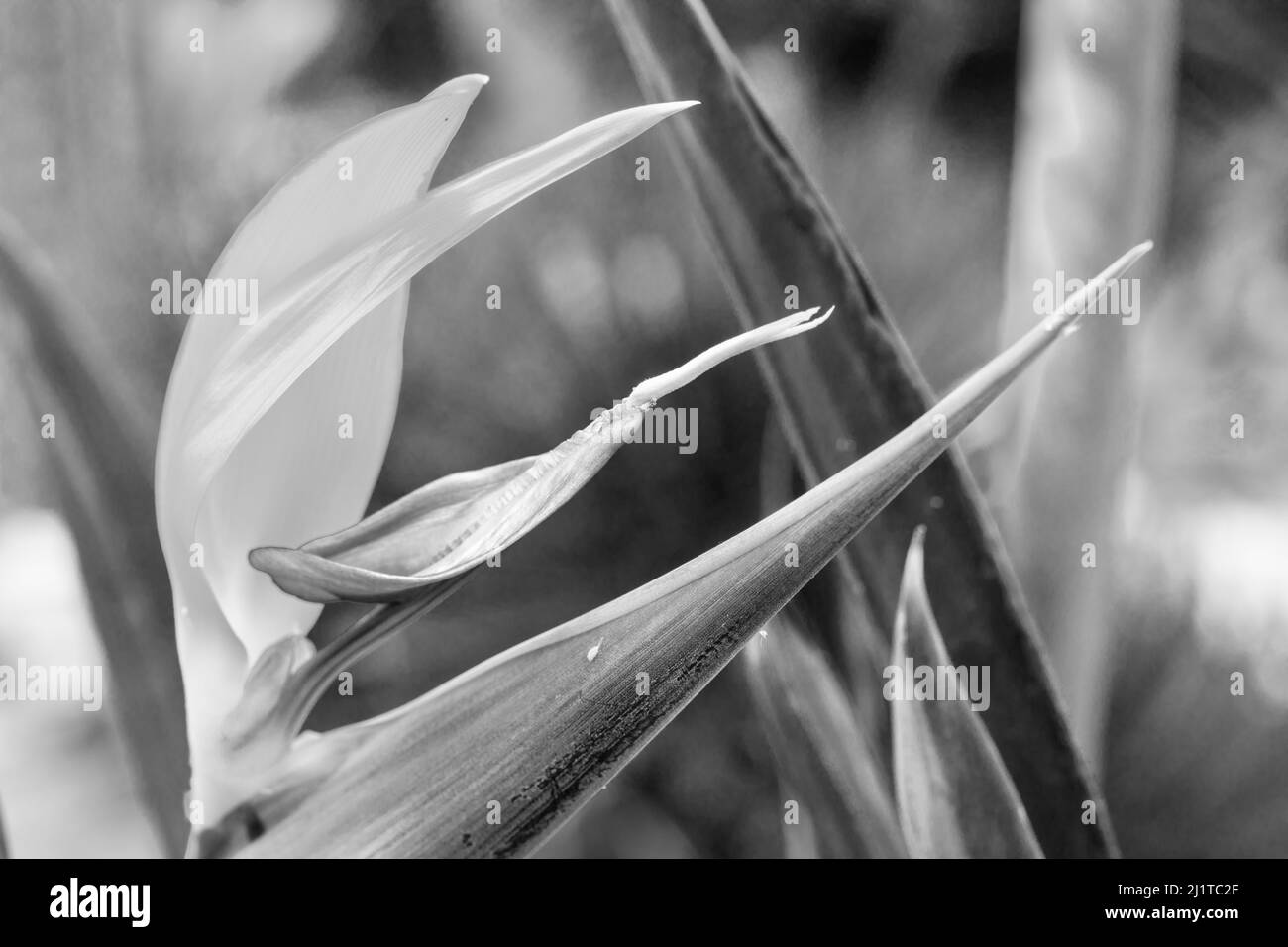 détail de strelitzia coloré avec fond vert de plante Banque D'Images