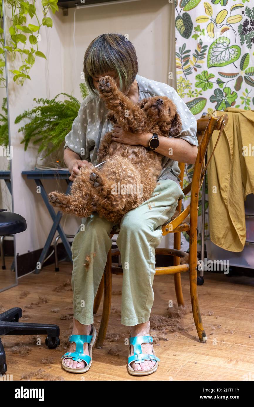 Femme asiatique toilettant chien brun coodle à sa maison Banque D'Images