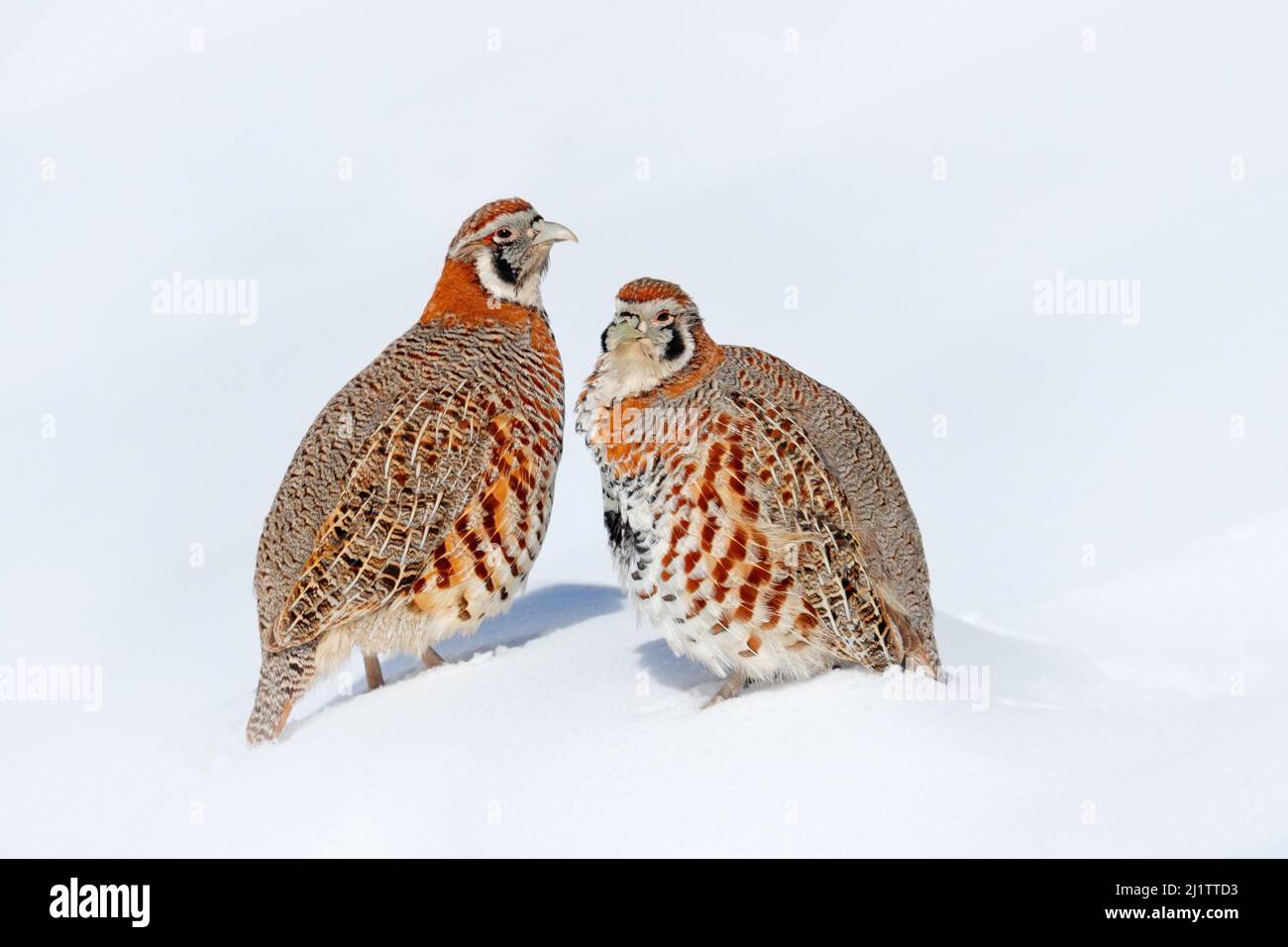 Perdix hodgsoniae, perdix pertridge, oiseau assis dans la neige et rocher dans la montagne d'hiver. Partridge dans l'habitat de pierre, Ladakh, Hemis NP, Indi Banque D'Images