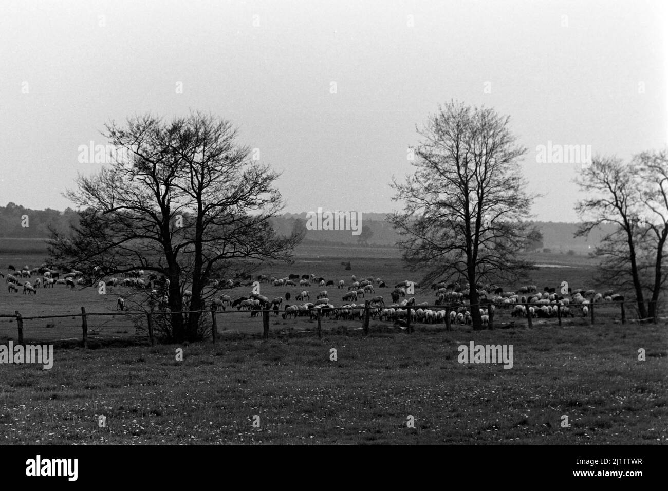 Schafherde in der Lüneburger Heider, 1953. Troupeau de moutons dans la lande de Lüneburg, 1953. Banque D'Images