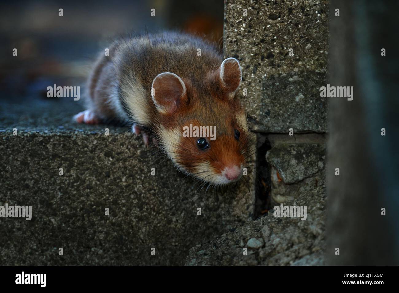 Hamster européen, Cricetus cricetus, cimetière en pierre tombale, Vienne, Autriche. Hamster brun et blanc à ventre noir, vue de face portrait dans le natu Banque D'Images