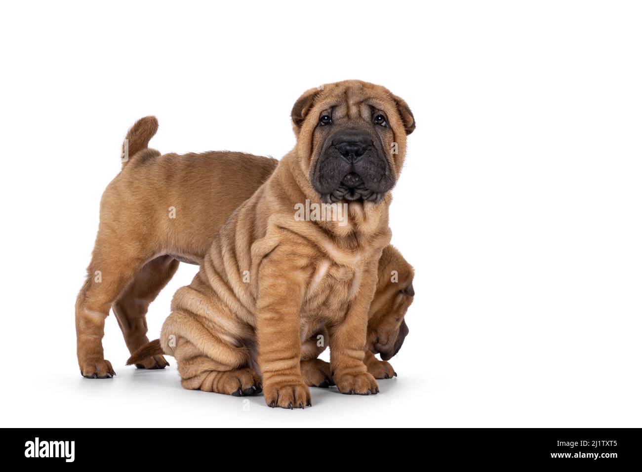 Mignon Sharpei pup assis sur les côtés avec un autre derrière lui. Recherche vers la caméra. Isolé sur un fond blanc. Banque D'Images