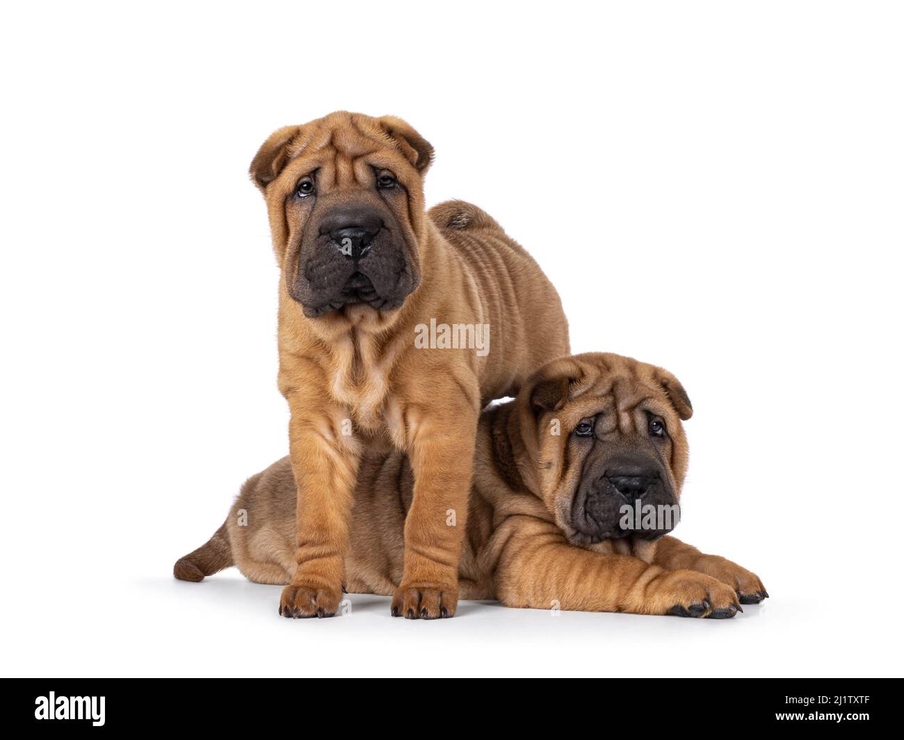 Deux adorables chiots de chien de Shar-pei, en posant amd debout ensemble. Les deux en regardant directement la caméra. Isolé sur un fond blanc. Banque D'Images