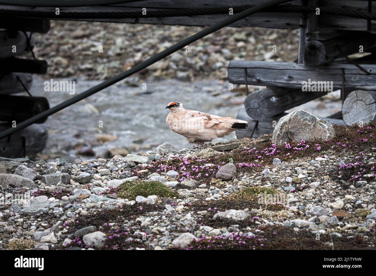 Un oiseau à Svalbard Banque D'Images