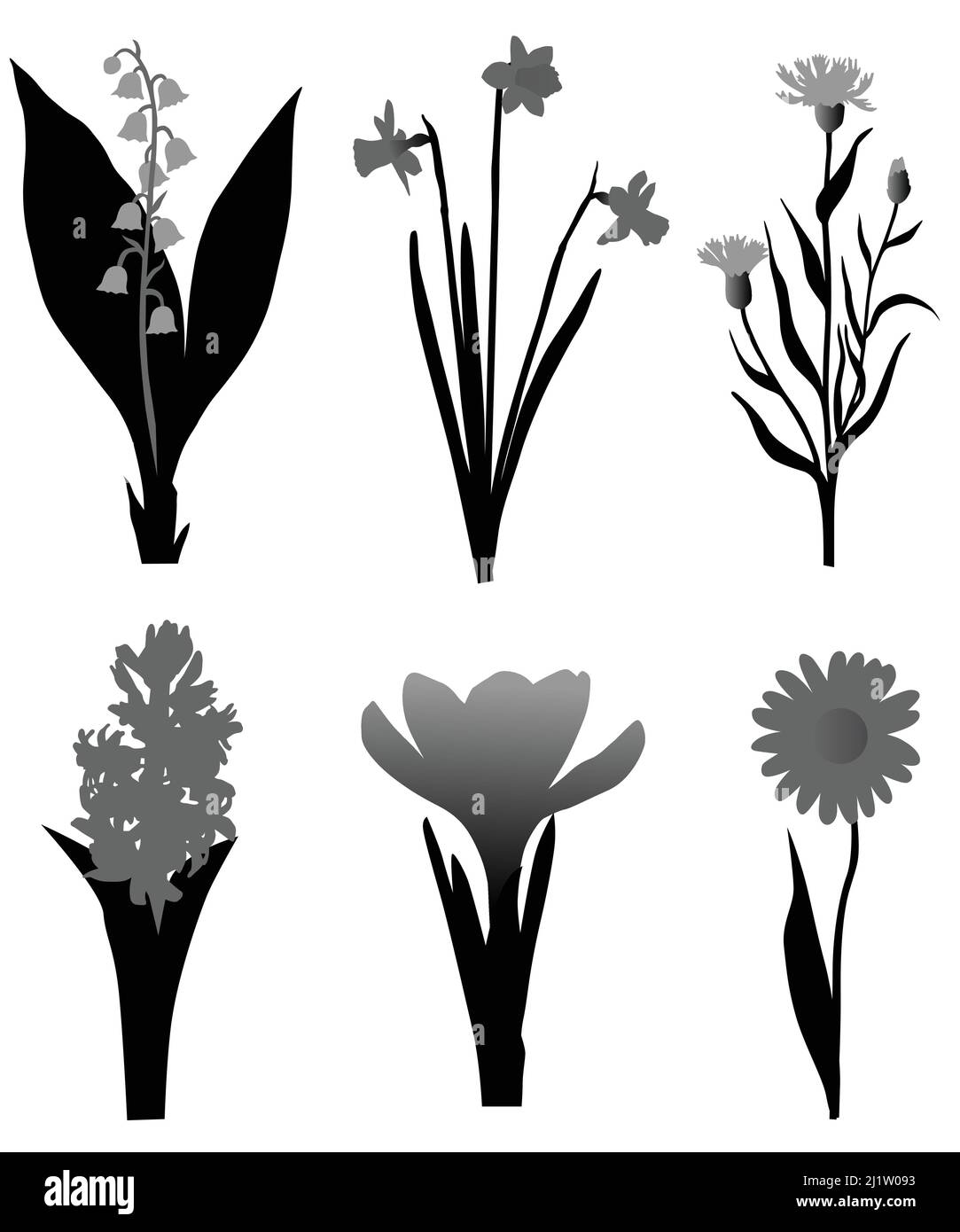 Collection de silhouettes de différentes espèces de fleurs : crocus, Marguerite, jacinthe, narcisse, jonquille, lily Illustration de Vecteur