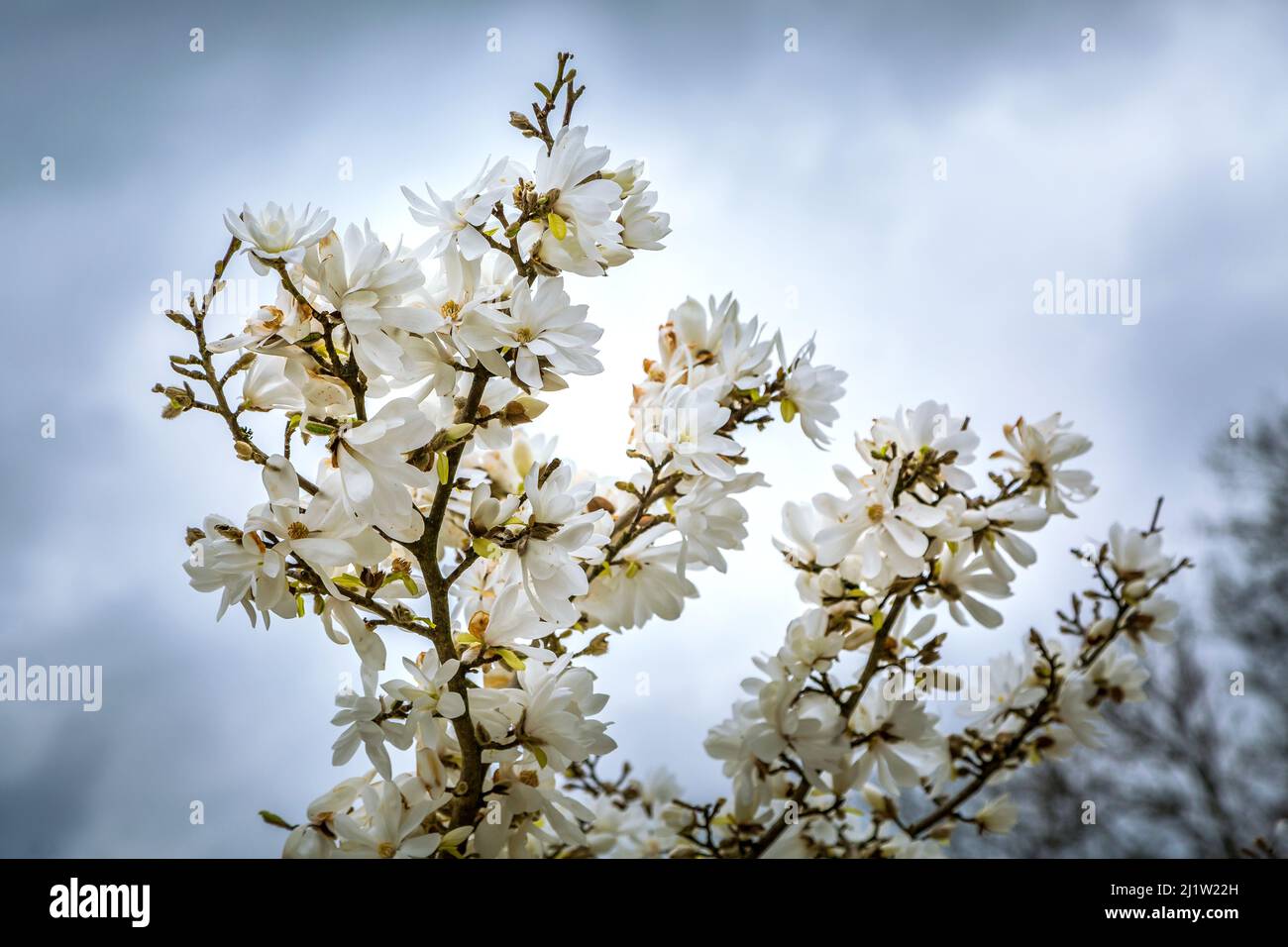 Fleurs blanches de Magnolia loebneri sur ciel bleu nuageux Banque D'Images