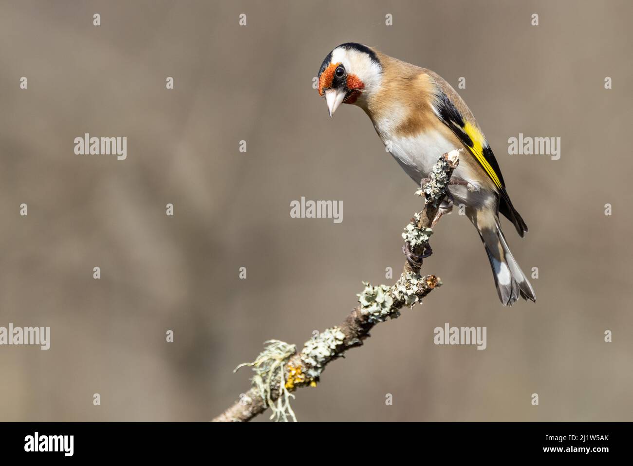 Adulte Goldfinch (Carduelis carduelis) Banque D'Images