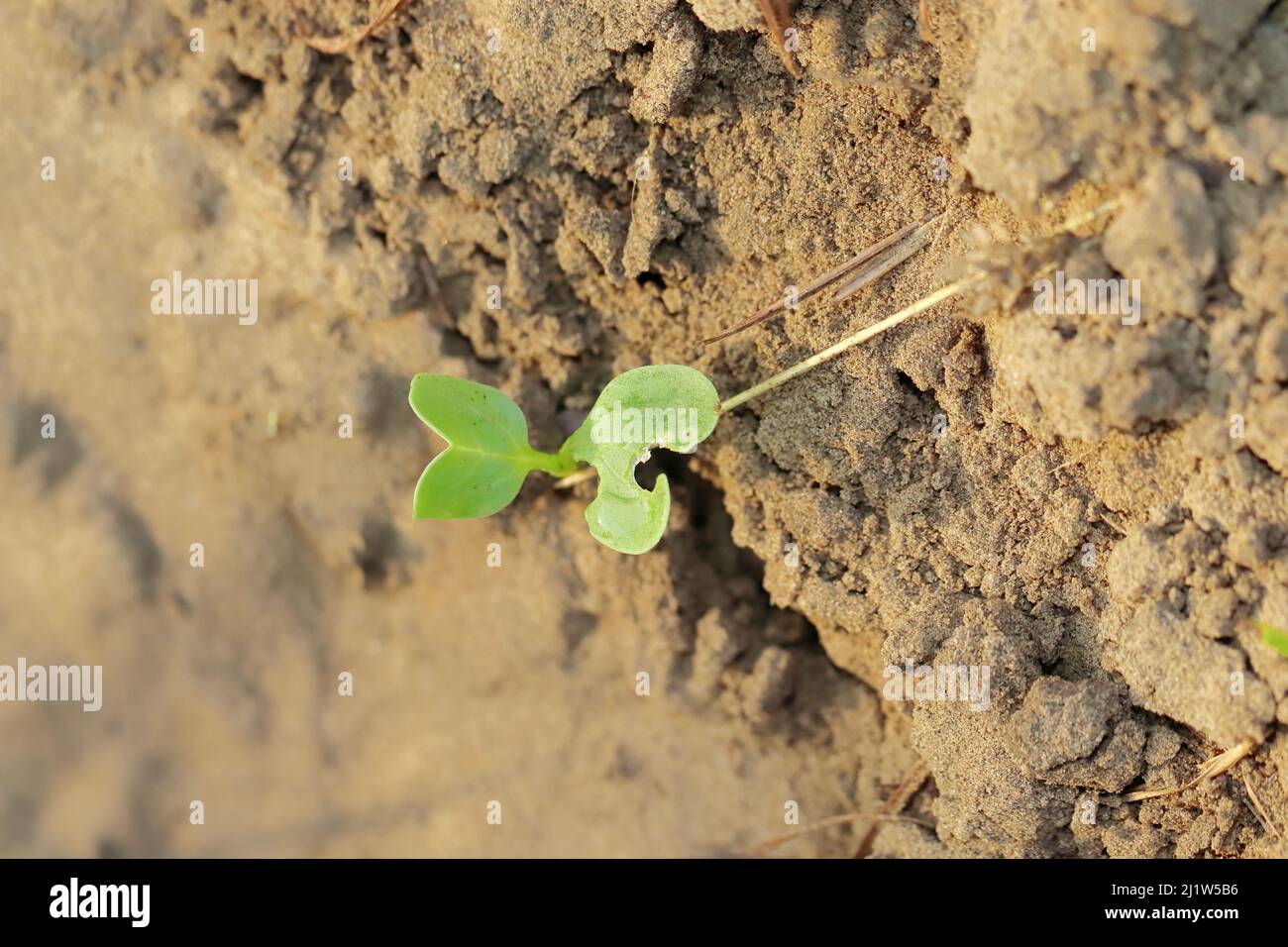 Photo macro d'Une petite plante fenugrec verte émergea de la terre et des gouttes d'eau de rosée coulaient sur la plante. Banque D'Images