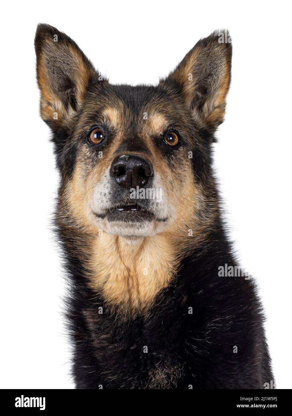 Photo de tête de chien berger senior, assis sur les côtés. Regarder directement vers l'appareil photo. Isolé sur un fond blanc. Banque D'Images