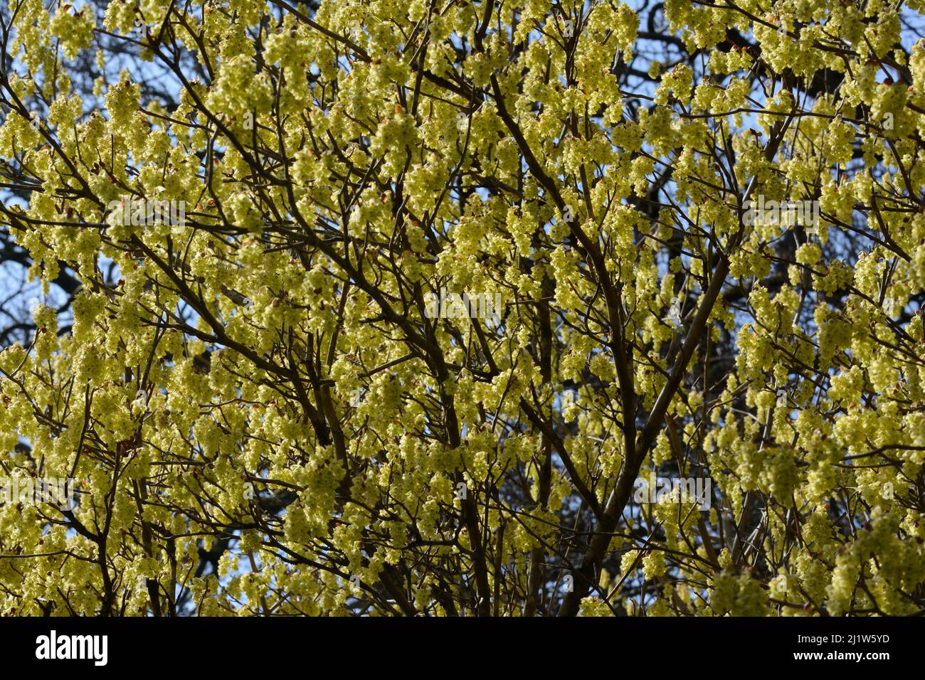 Corylpsis glabrescens parfumé hiver Hazel jaune doux parfumé fleurs en forme de cloche au printemps Banque D'Images