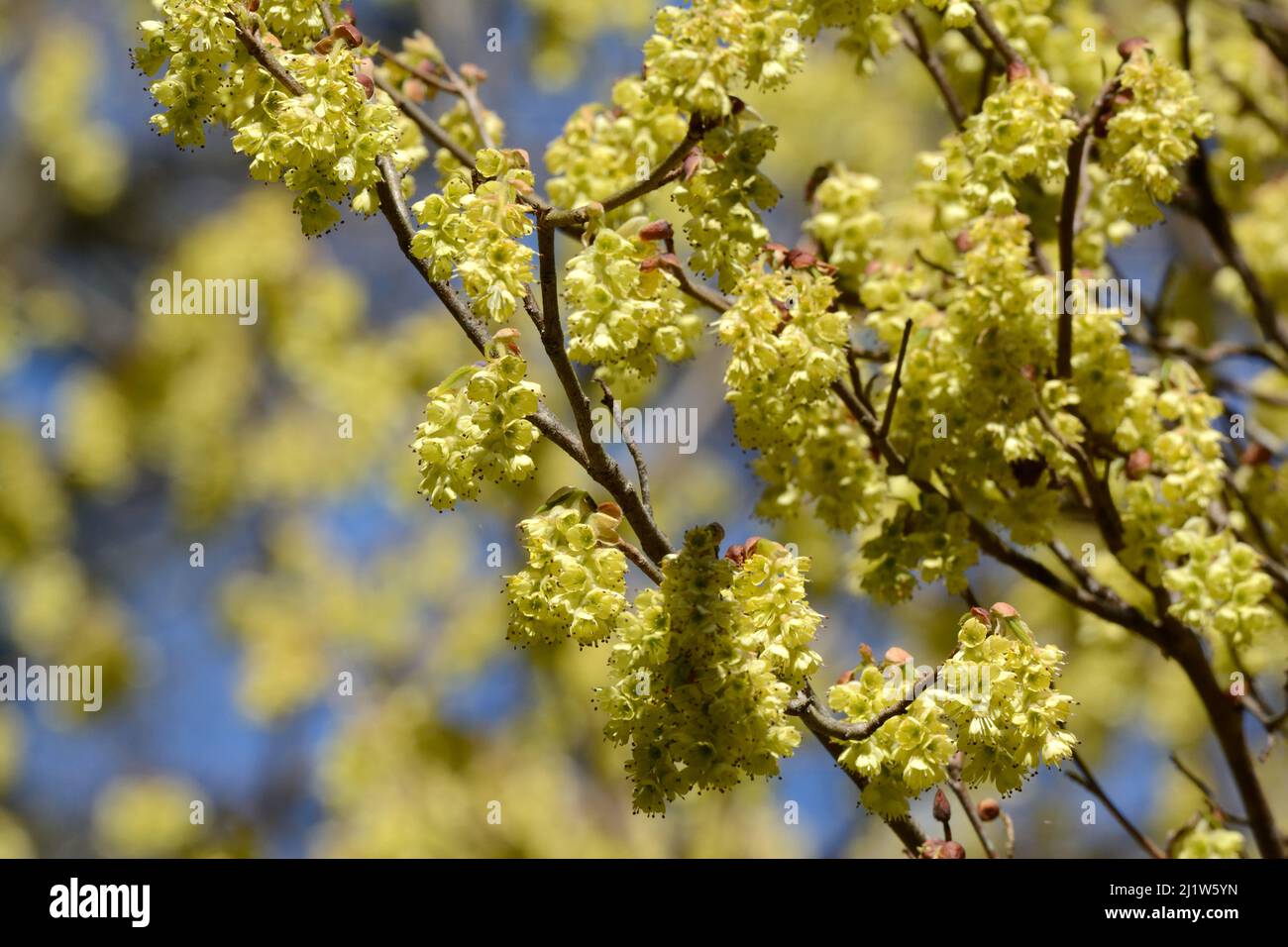Corylpsis glabrescens parfumé hiver Hazel jaune doux parfumé fleurs en forme de cloche au printemps Banque D'Images