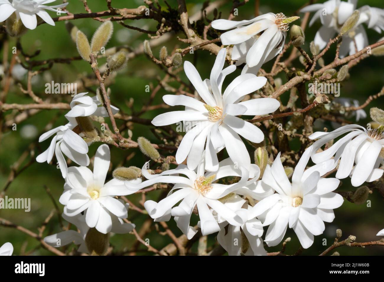 Fleurs blanches semi-doubles de Magnolia Wadas Memory Willow feuilles Magnolia Magnolia x kewensis Banque D'Images