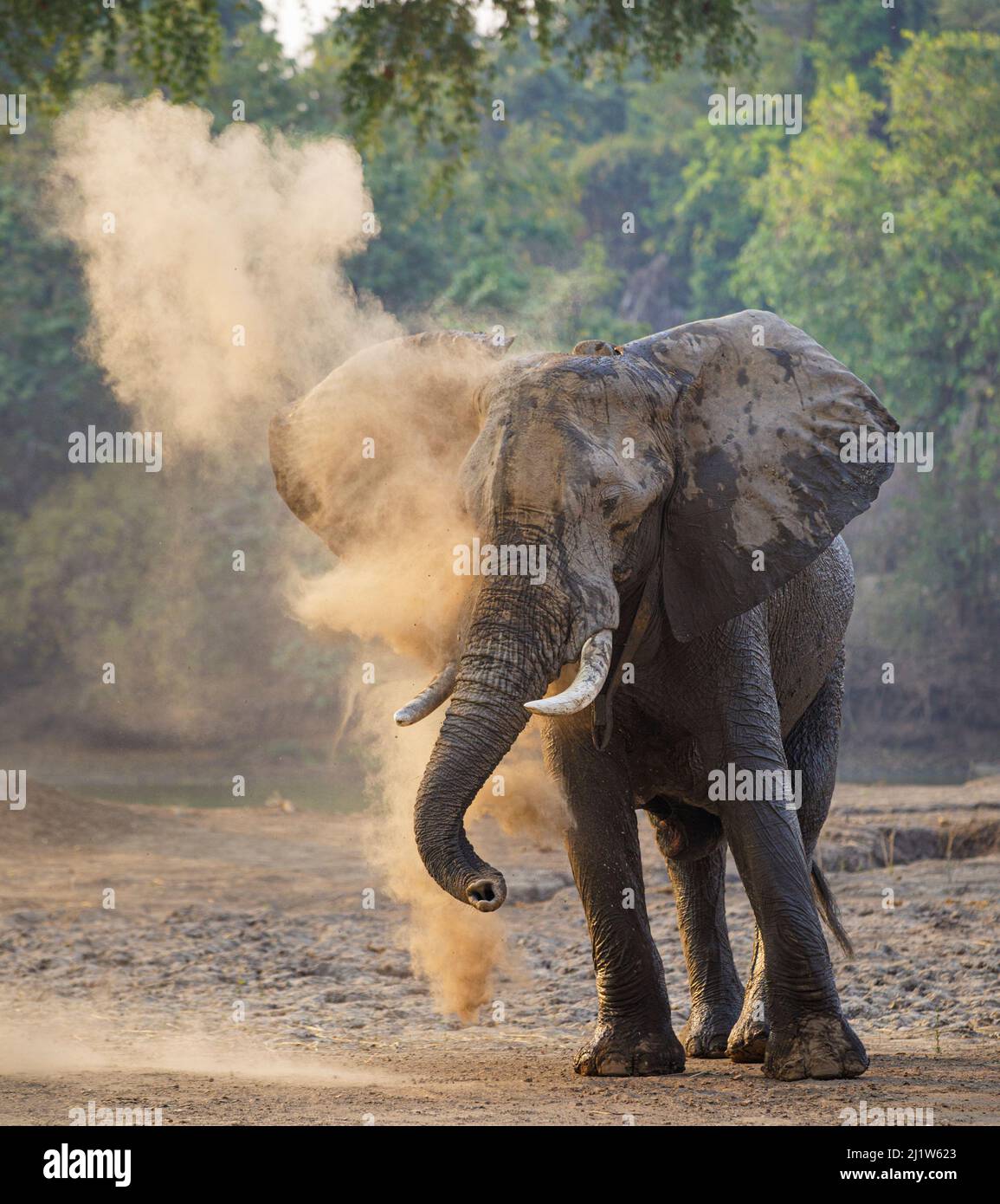 Bain de poussière d'éléphant d'Afrique (Loxodonta africana), parc national de Mana pools, Zimbabwe. Banque D'Images