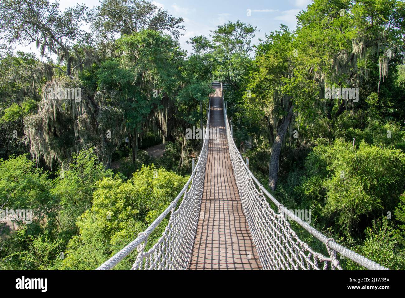 Pont de corde à travers les sommets d'arbres drapés de mousse espagnole (Tillaandsia usneoides). Réserve naturelle nationale de Santa Ana, près d'Alamo, comté de Hidalgo, Texas, Banque D'Images