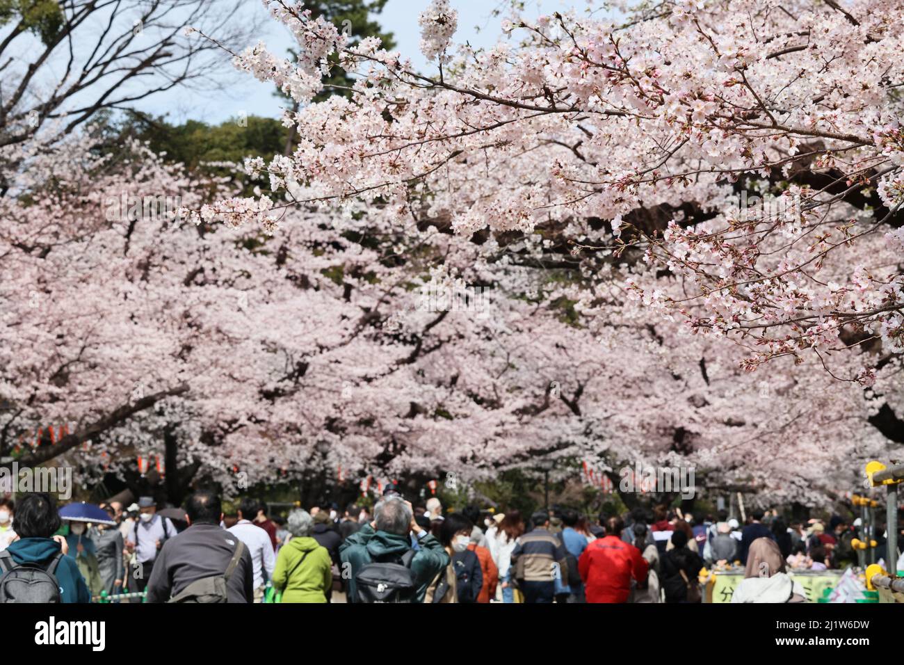 Tokyo, Japon. 28th mars 2022. Les gens se promènent sous des cerisiers en fleurs au parc Ueno de Tokyo, le lundi 28 mars 2022. Credit: Yoshio Tsunoda/AFLO/Alay Live News Banque D'Images