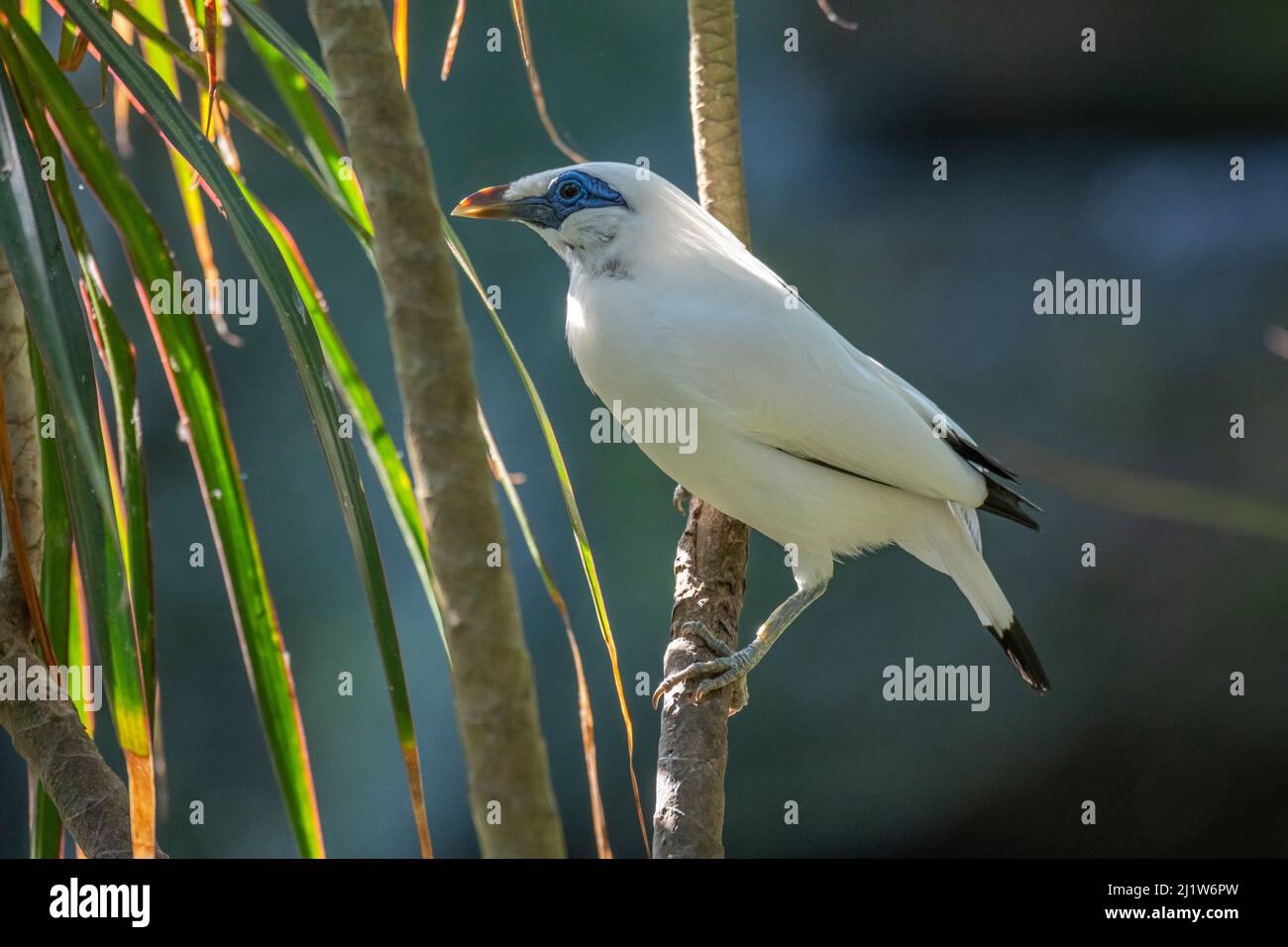 Bali myna (Leucopsar rothschildi). Bali Bird Park, Denpasar, Bali, Indonésie. En danger critique d'extinction, dans le programme de reproduction en captivité. Banque D'Images