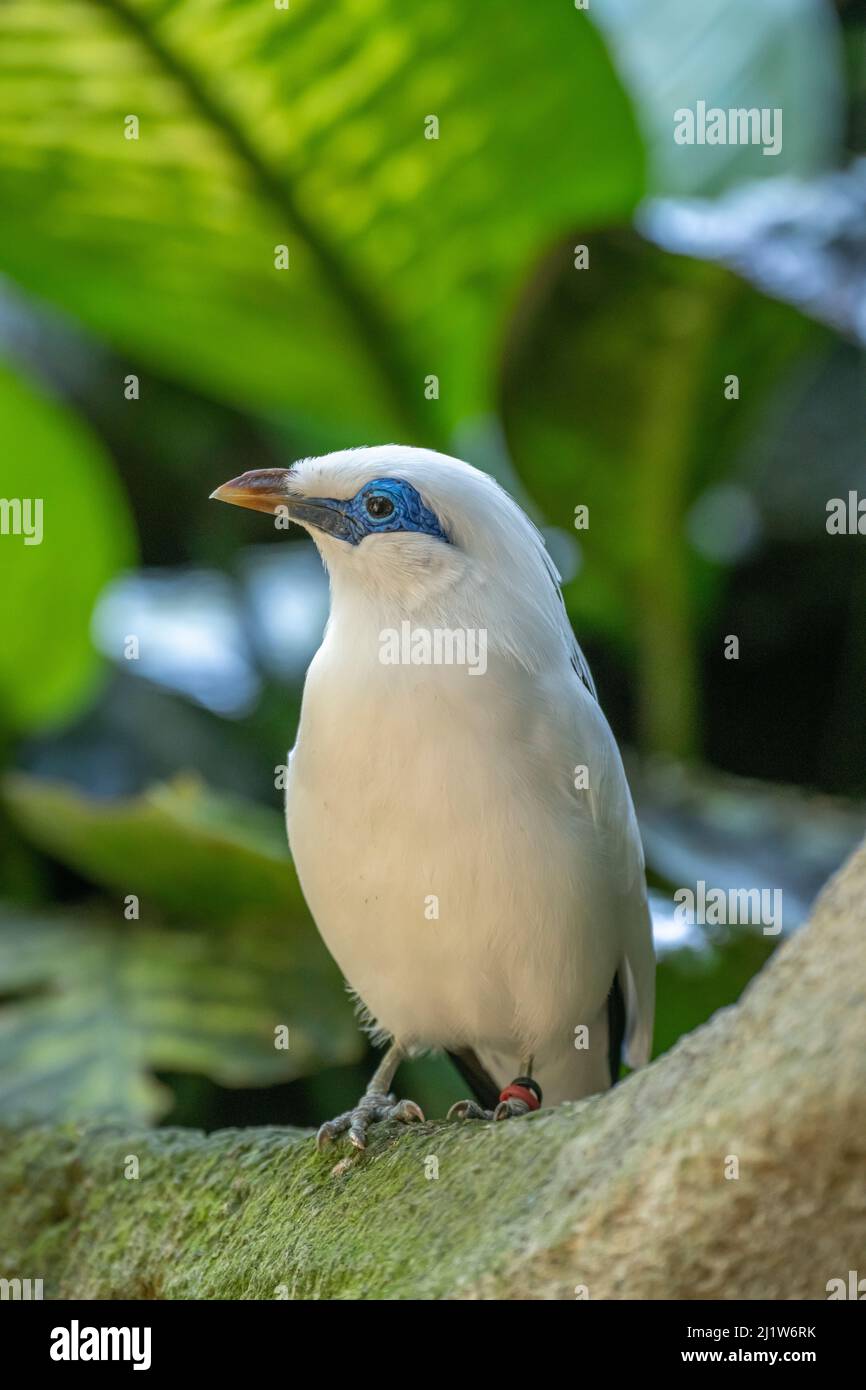 Bali myna (Leucopsar rothschildi). Bali Bird Park, Denpasar, Bali, Indonésie. En danger critique d'extinction, dans le programme de reproduction en captivité. Banque D'Images