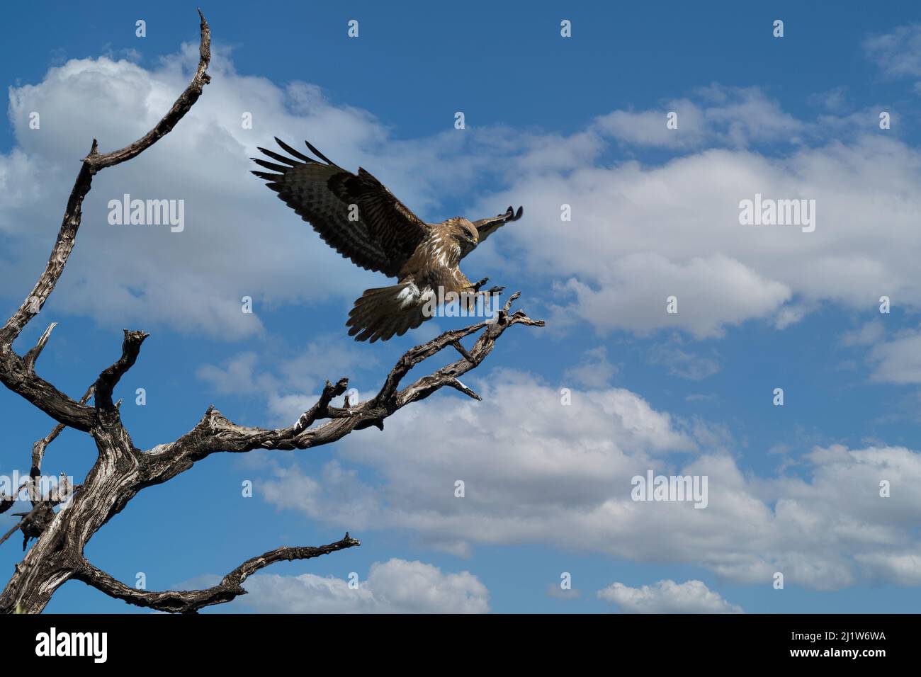 Silhouette d'un oiseau de proie (bourdonnement) et d'un arbre sec contre les montagnes. Banque D'Images