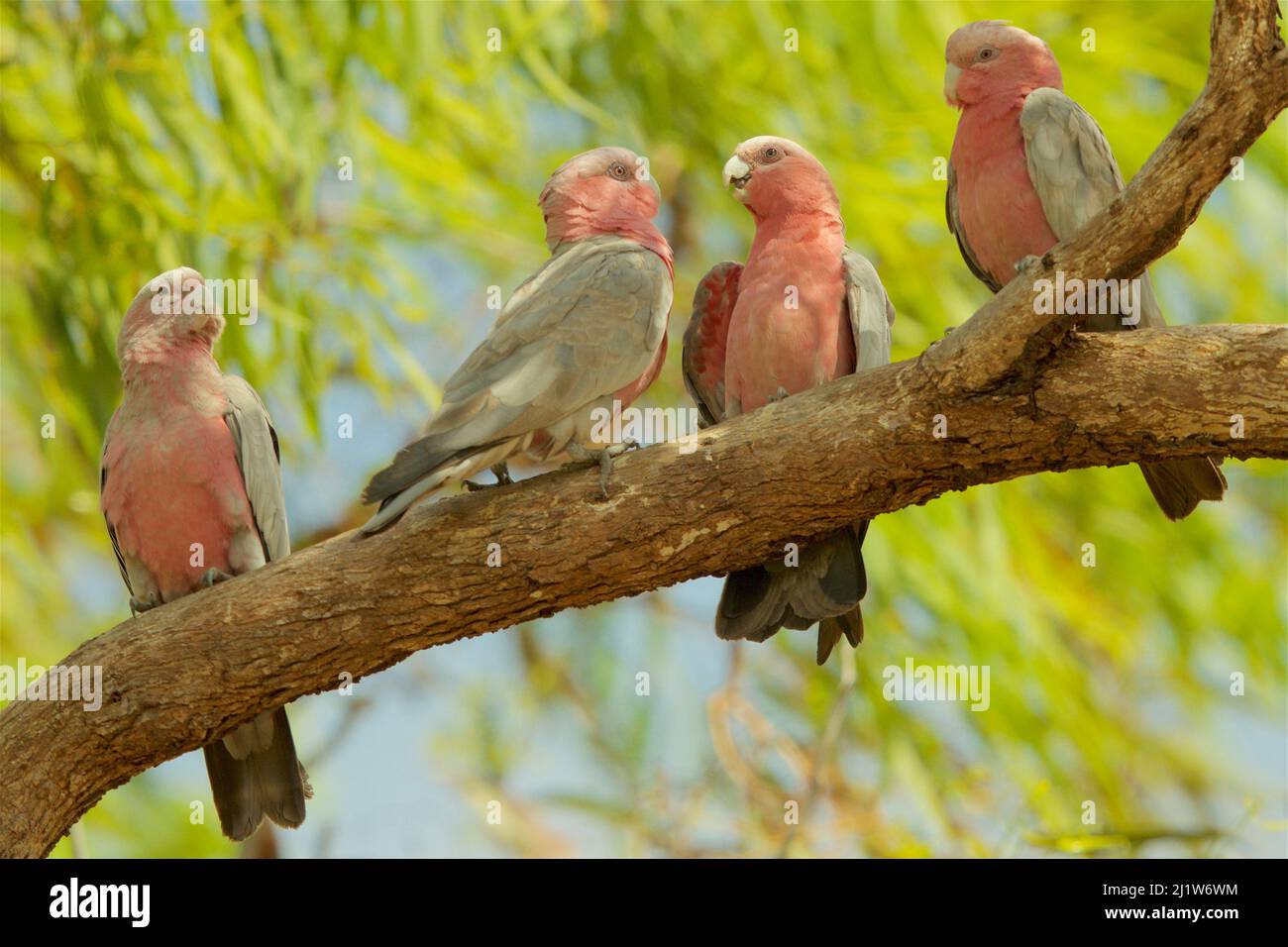 Galah (Cacatua roseicapilla) dans arbre, Plaines Piccaninny. Péninsule de Cape York, Queensland, Australie Banque D'Images