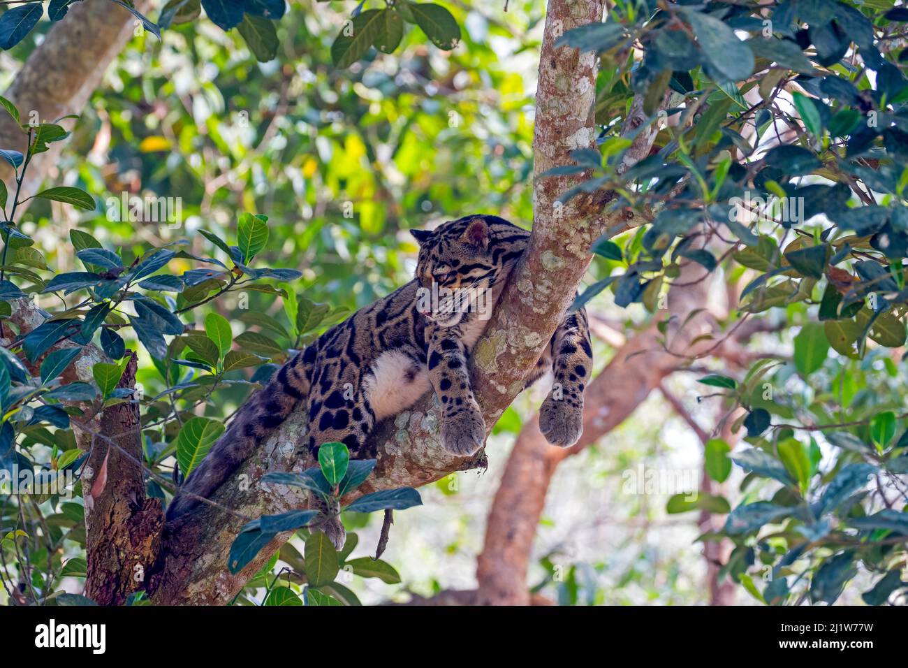 Léopard trouble (Neofelis nebulosa) reposant dans un arbre, État de Tripura, Inde. Captif. Banque D'Images