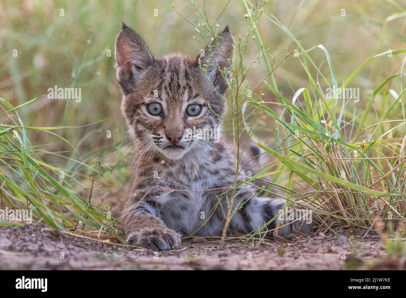Portrait d'un chaton sauvage de Bobcat (Lynx rufus) jouant, Texas, Etats-Unis. Septembre. Banque D'Images