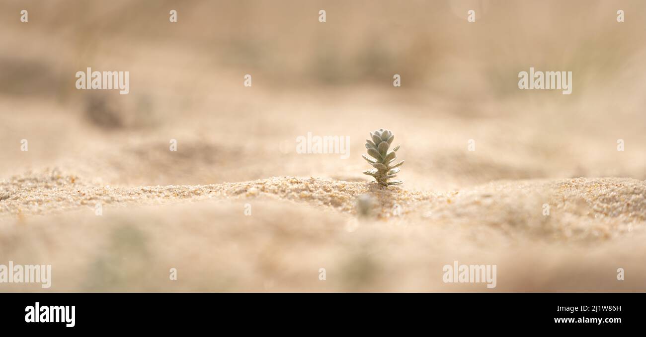 Petite plante verte poussant dans le sable Banque D'Images