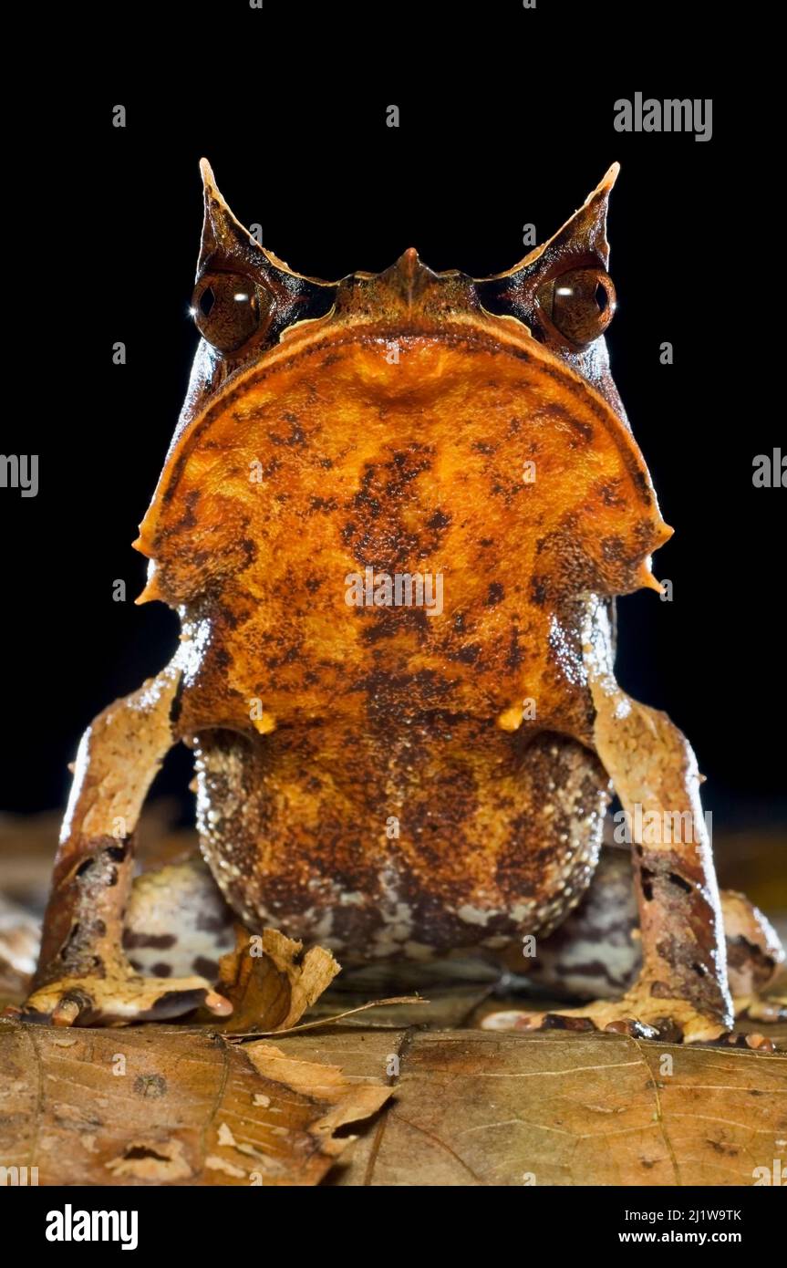 Portrait de la grenouille à cornes de Bornean (Megophrys nasuta) parmi la litière de feuilles dans le fond de la forêt. Pris la nuit. Vallée de Danum, Sabah, Bornéo. Banque D'Images
