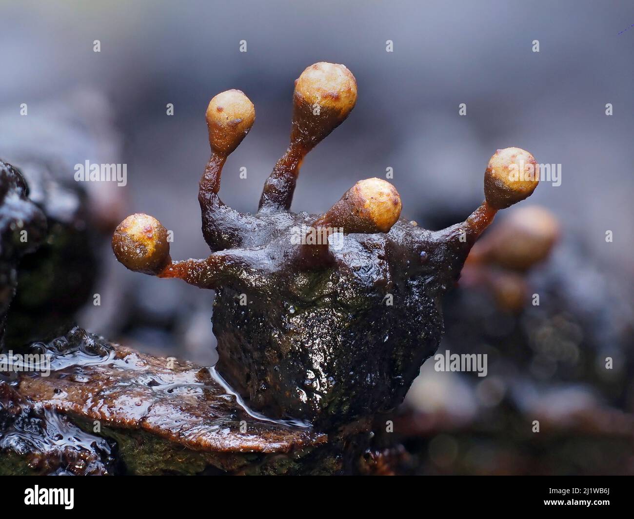 Moule à chaux (Trichia botrytis), en phase de reproduction. Gros plan des organes de fructification porteurs de spores (sporanges). Buckinghamshire, Royaume-Uni. Banque D'Images