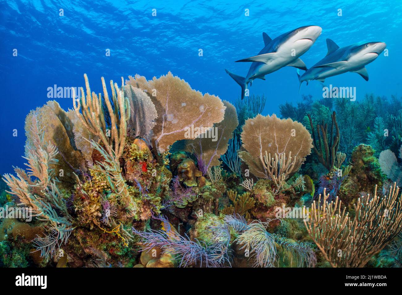 Un récif de corail des Caraïbes vibrant avec deux requins de récif (Carcharhinus perezi) et des ventilateurs communs de mer (Gorgonia ventalina) et des panaches de mer (Pseudopterogorgia s Banque D'Images
