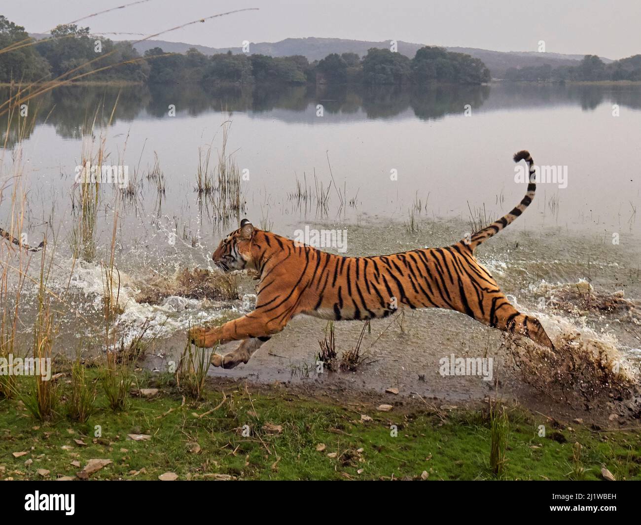 Tigre du Bengale (Panthera tigris) Tigress 'Arrowhead' traversant l'eau, Ranthambhore, Inde Banque D'Images
