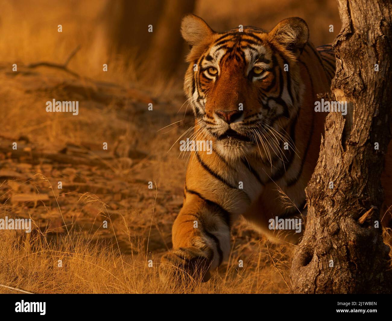 Tigre du Bengale (Panthera tigris) Tigress 'Arrowhead', Ranthambhore, Inde Banque D'Images