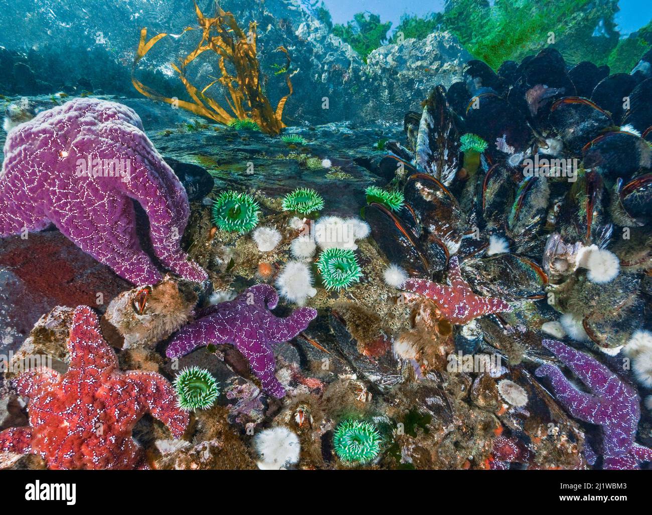 Les étoiles de mer pourpres et d'Ochre (Pisaster ochraceus) prêchant sur les moules bleues du Pacifique (Mytilus trossulus). On voit aussi des anémones de surf vert (Anthopleura xa Banque D'Images