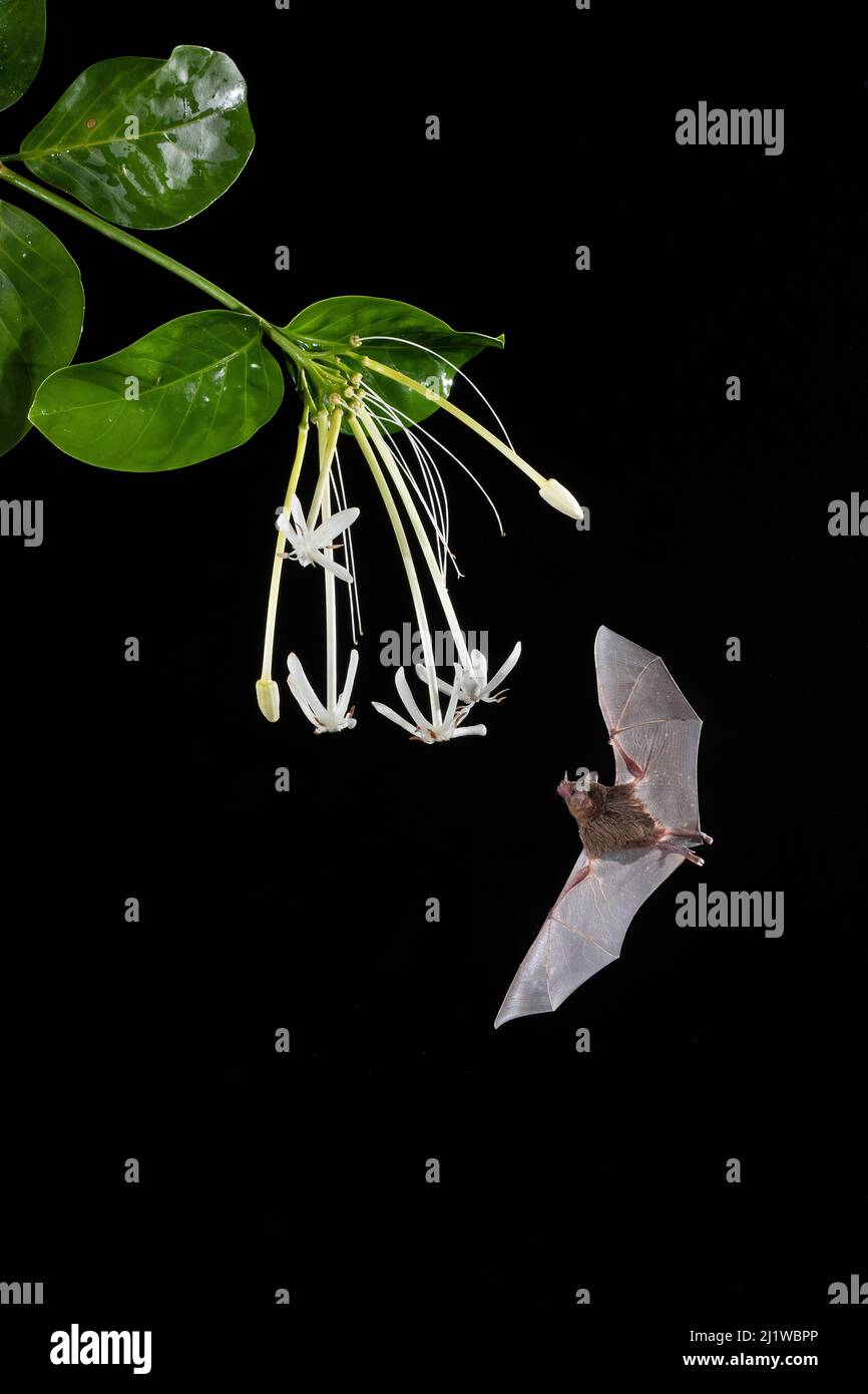 Le Bat long tongué de Pallas (Glossophaga soricina) se nourrissant de la fleur de la goyave du singe (Posoqueria sp.), forêt tropicale des basses terres, Costa Rica. Novembre. Banque D'Images