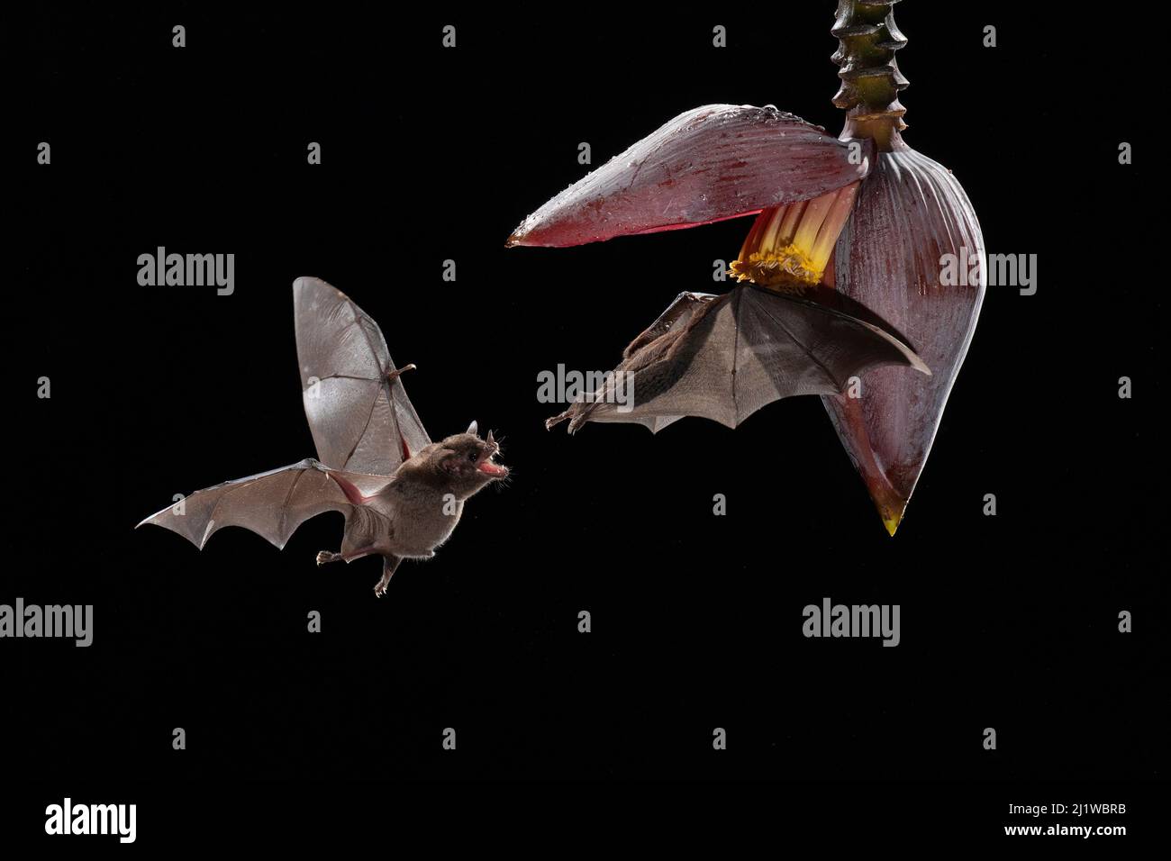 Les chauves-souris de Pallas (Glossaga sophoricina) se nourrissant de fleurs de banane, forêt tropicale des basses terres, Costa Rica. Novembre. Banque D'Images